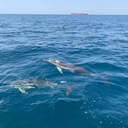 Alto Vinhas Lovers -