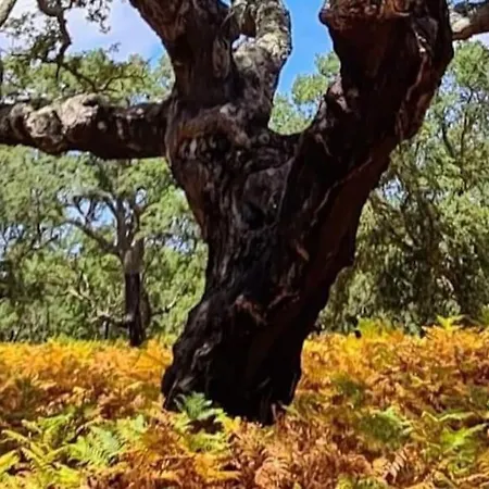 Alto Vinhas Lovers - * Sesimbra