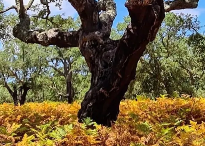 Alto Vinhas Lovers - * Sesimbra